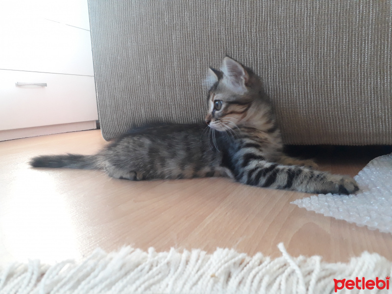 Tekir Kedi, Kedi  Şanslı fotoğrafı