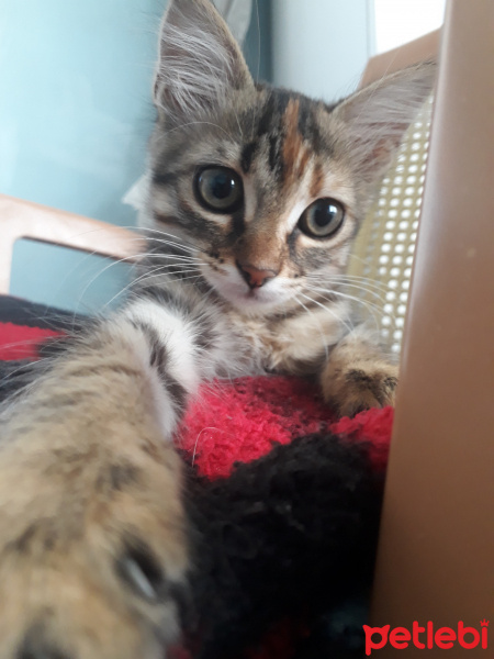 Tekir Kedi, Kedi  Şanslı fotoğrafı