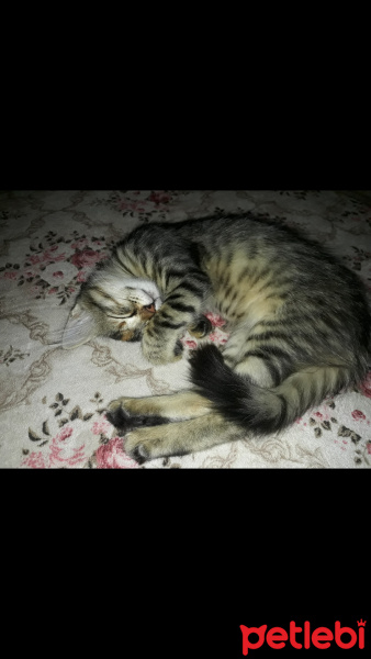 Tekir Kedi, Kedi  Şanslı fotoğrafı