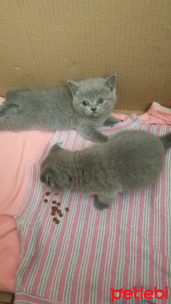 British Shorthair, Kedi  Yavru fotoğrafı