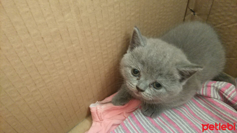 British Shorthair, Kedi  Yavru fotoğrafı