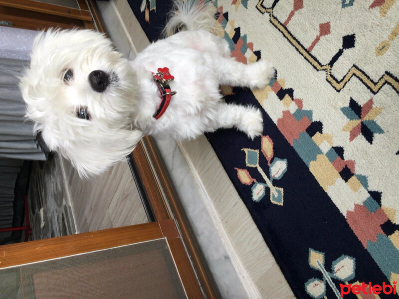 Maltese, Köpek  Mia fotoğrafı