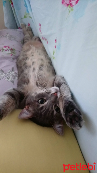 Tekir Kedi, Kedi  Findik fotoğrafı