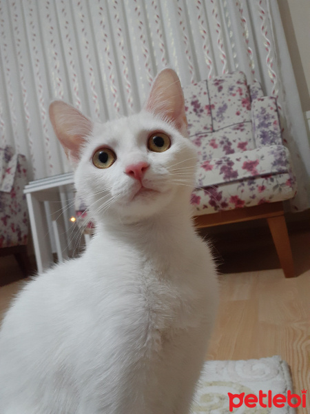 Tekir Kedi, Kedi  Miya fotoğrafı