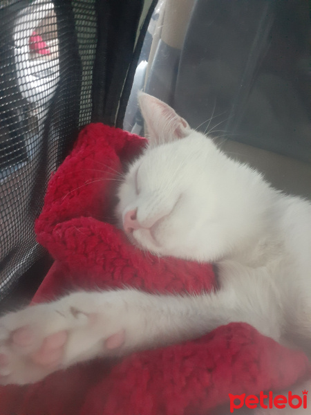 Tekir Kedi, Kedi  Miya fotoğrafı