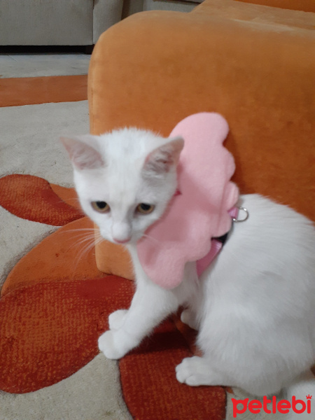 Tekir Kedi, Kedi  Miya fotoğrafı