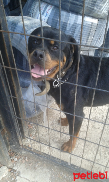 Rottweiler, Köpek  Begs fotoğrafı