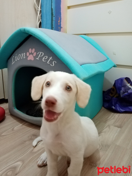 Sokö (Sokak Köpeği), Köpek  Hima fotoğrafı