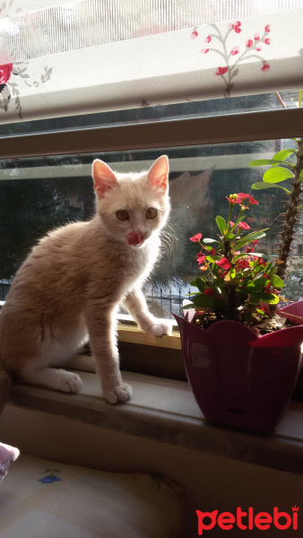 Tekir Kedi, Kedi  LOKUM fotoğrafı