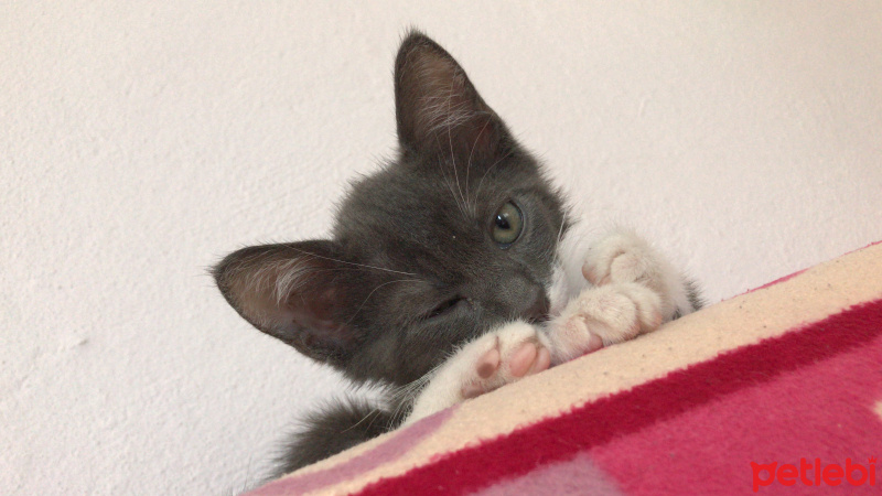 Tekir Kedi, Kedi  Çakıl fotoğrafı