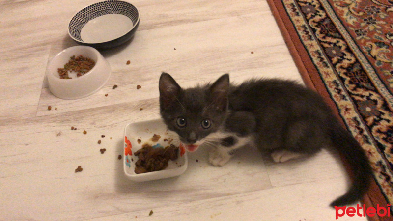 Tekir Kedi, Kedi  Çakıl fotoğrafı