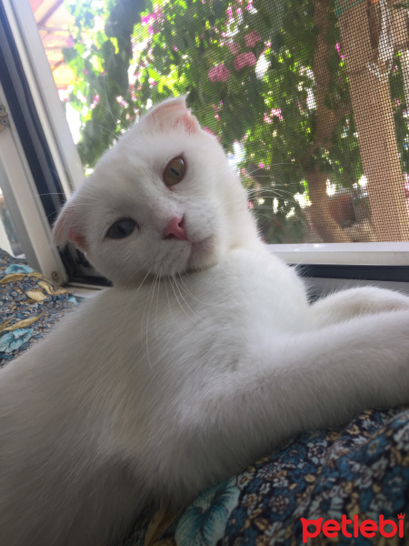 Scottish Fold, Kedi  Mia fotoğrafı