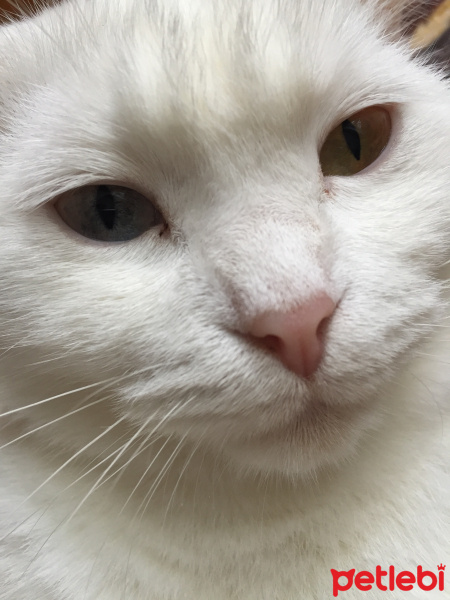 Scottish Fold, Kedi  Mia fotoğrafı