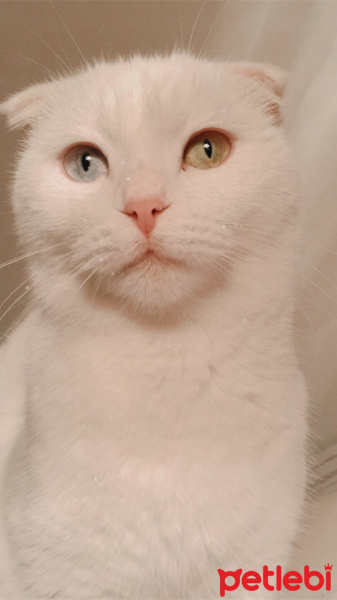 Scottish Fold, Kedi  Mia fotoğrafı