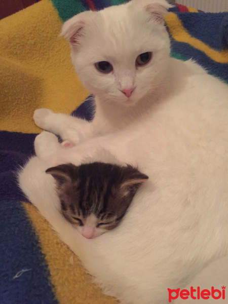 Scottish Fold, Kedi  Mia fotoğrafı