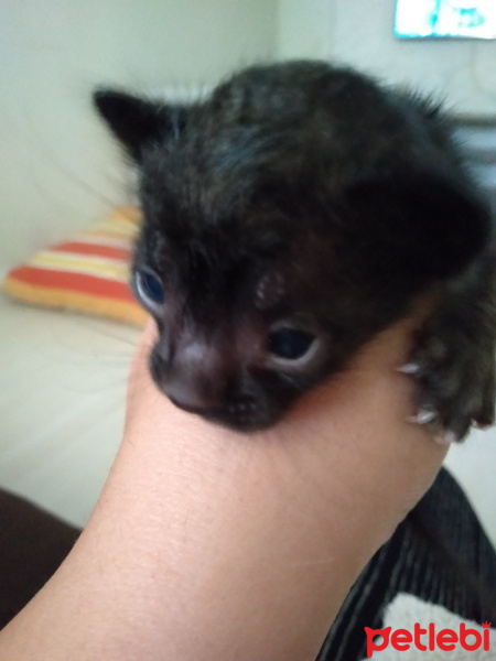Bombay, Kedi  Gece fotoğrafı
