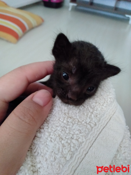 Bombay, Kedi  Gece fotoğrafı