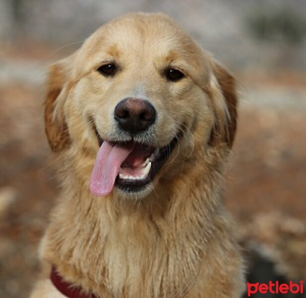 Golden Retriever, Köpek  Deyzi fotoğrafı