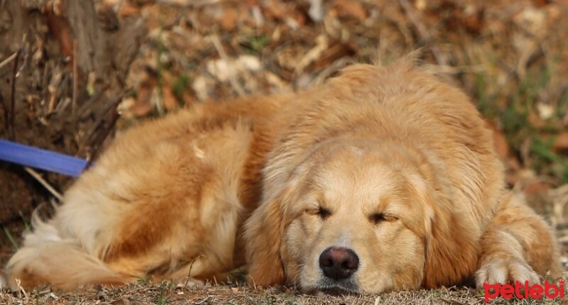 Golden Retriever, Köpek  Deyzi fotoğrafı