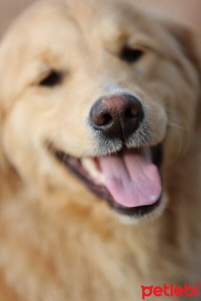 Golden Retriever, Köpek  Deyzi fotoğrafı