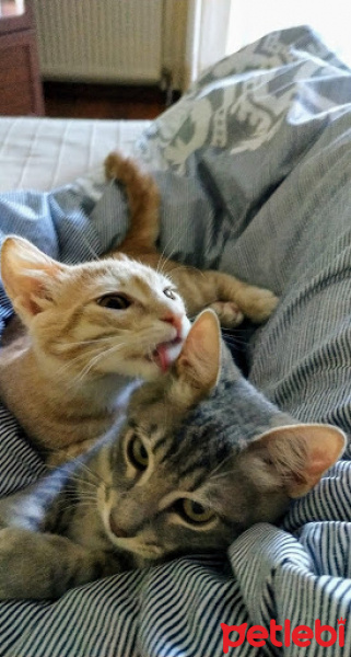 European Shorthair, Kedi  Simba ve Nimbus fotoğrafı