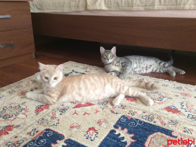 European Shorthair, Kedi  Simba ve Nimbus fotoğrafı