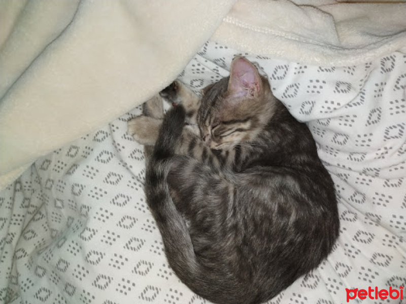 European Shorthair, Kedi  Simba ve Nimbus fotoğrafı