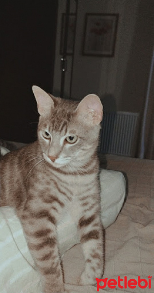 European Shorthair, Kedi  Simba ve Nimbus fotoğrafı