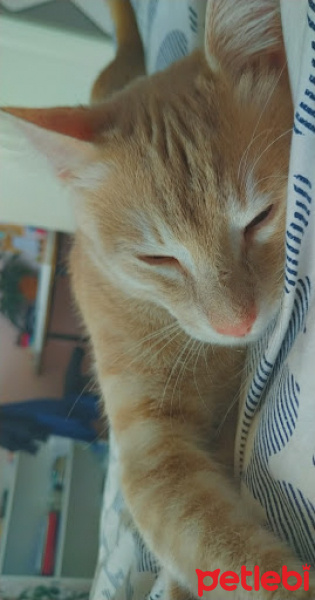 European Shorthair, Kedi  Simba ve Nimbus fotoğrafı