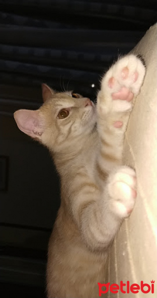European Shorthair, Kedi  Simba ve Nimbus fotoğrafı