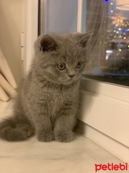 British Shorthair, Kedi  Arthur fotoğrafı