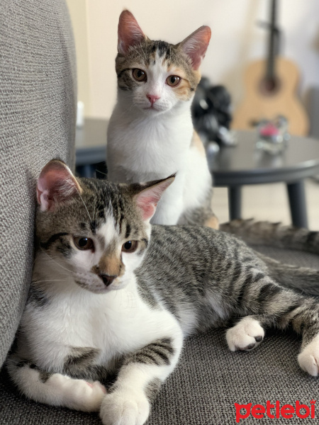 Tekir Kedi, Kedi  Piraye fotoğrafı