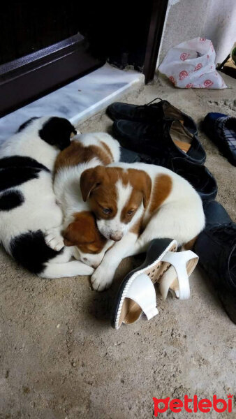 Sokö (Sokak Köpeği), Köpek  Dora ile Moli fotoğrafı