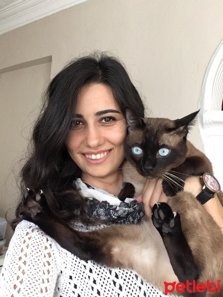 Siyam Kedisi, Kedi  Bloo fotoğrafı