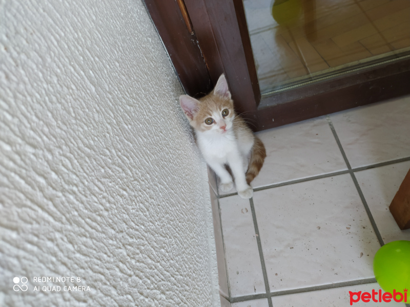 Sarman, Kedi  Latte fotoğrafı