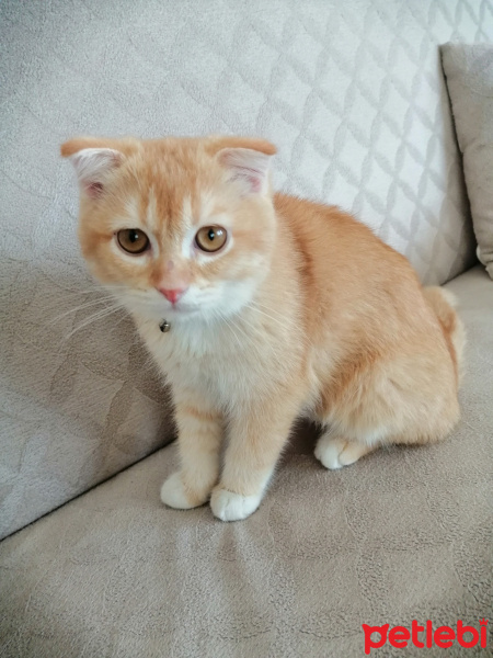 Scottish Fold, Kedi  MARSEL fotoğrafı