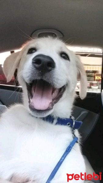 Golden Retriever, Köpek  Rıfkı fotoğrafı