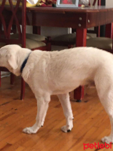 Golden Retriever, Köpek  Rıfkı fotoğrafı