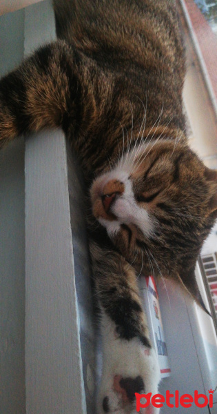 Tekir Kedi, Kedi  Sushi fotoğrafı