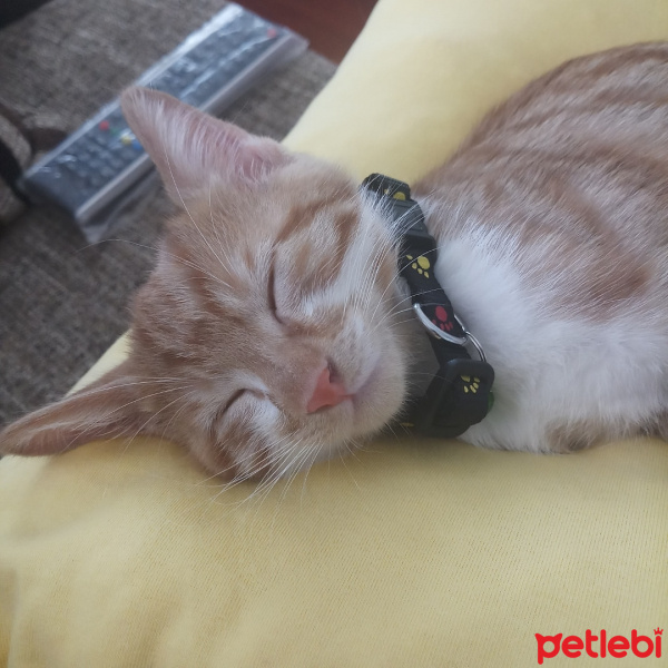 Sarman, Kedi  Tarçın fotoğrafı