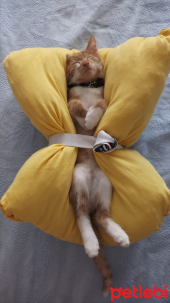 Sarman, Kedi  Tarçın fotoğrafı