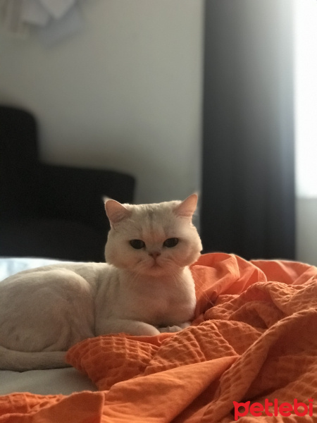 British Shorthair, Kedi  Alex Nova fotoğrafı