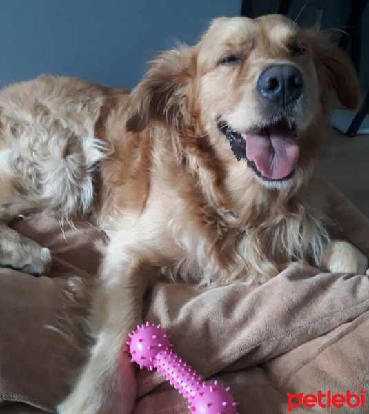 Golden Retriever, Köpek  Badem fotoğrafı