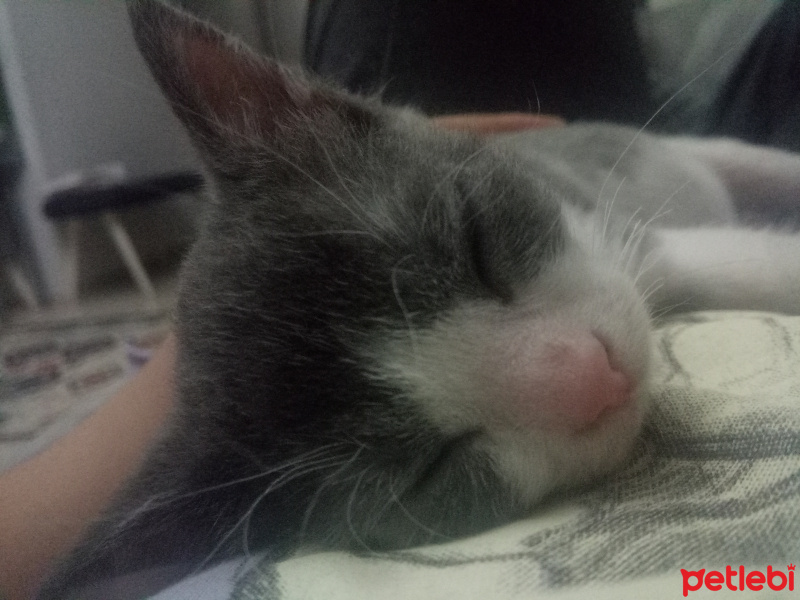 Tekir Kedi, Kedi  Miço fotoğrafı