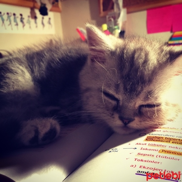 Exotic Shorthair, Kedi  Puddin fotoğrafı