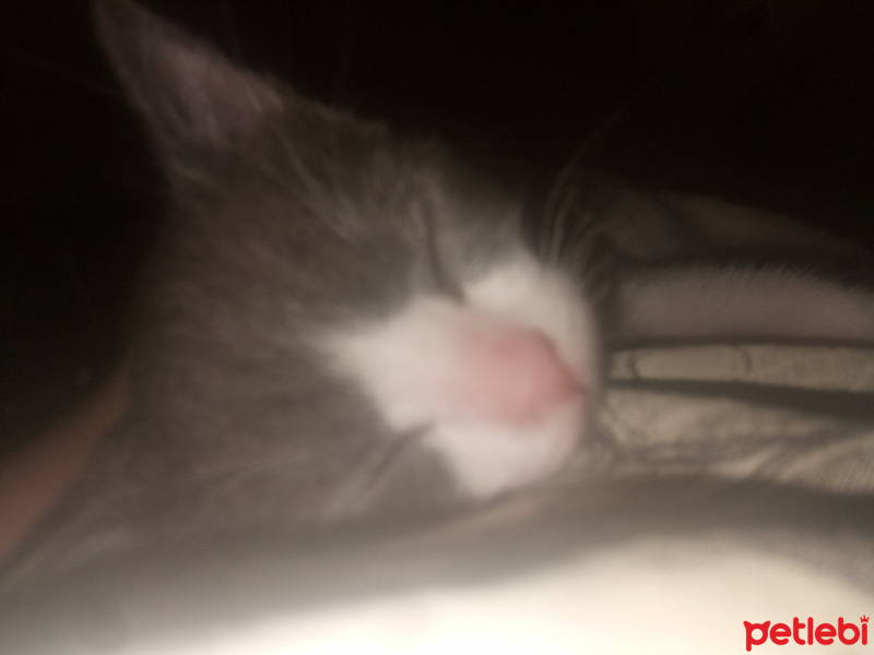 Tekir Kedi, Kedi  Miço fotoğrafı