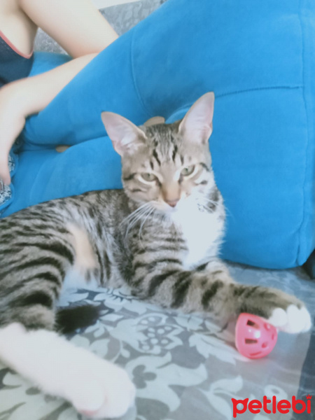 Tekir Kedi, Kedi  Leo fotoğrafı