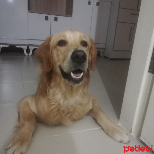 Golden Retriever, Köpek  Leo fotoğrafı