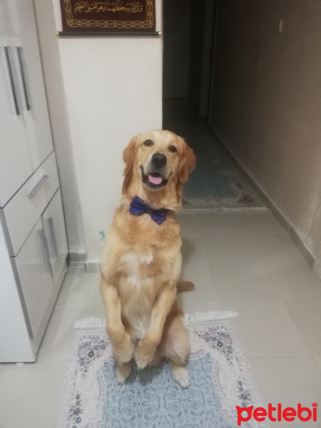 Golden Retriever, Köpek  Leo fotoğrafı