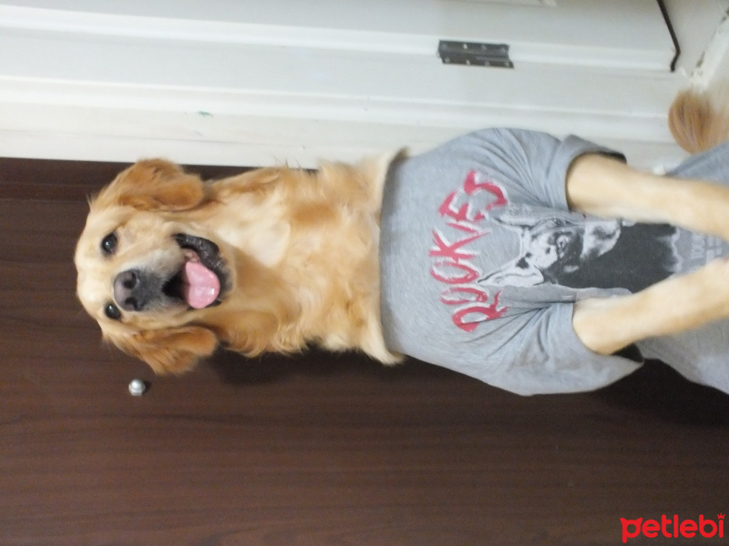Golden Retriever, Köpek  Leo fotoğrafı